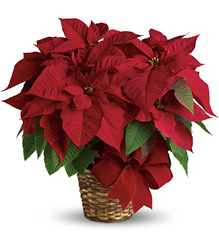 Red Poinsettia In Waterford Michigan Jacobsen's Flowers